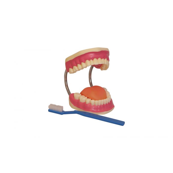 Modèle de dents d'éducation d'anatomie dentaire 6 modèles d'étude de  comparaison de Caries pour l'étude et la recherche de denti - Cdiscount Au  quotidien