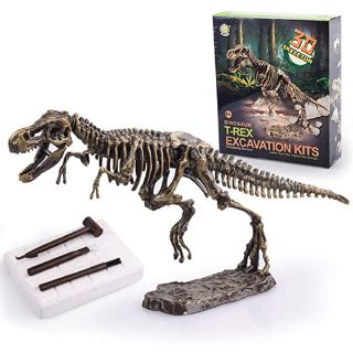 Archéologie du dinosaure 3D-C501